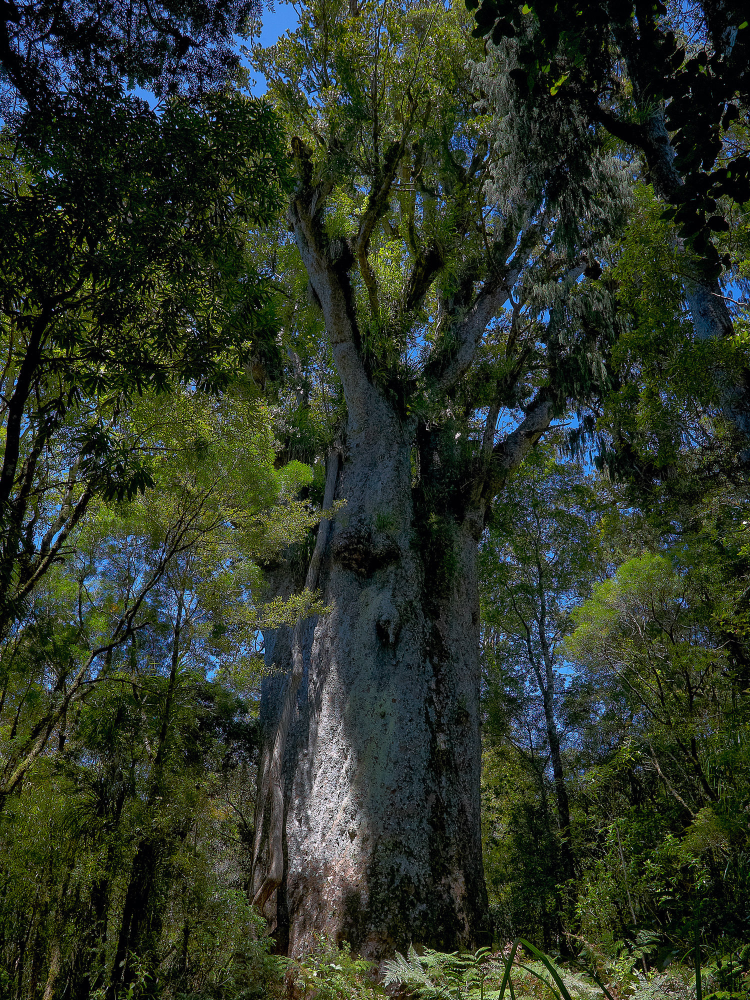 Kaori Baum Te Matua Ngahere, Waipoa forest
